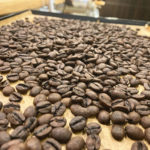 焙煎した後、コーヒー豆の選別をしてます