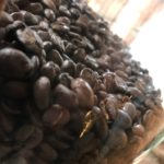 夏のコーヒー豆は脂のまわりが早い