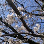 天神さんへ　桜が咲いていました　（4918）